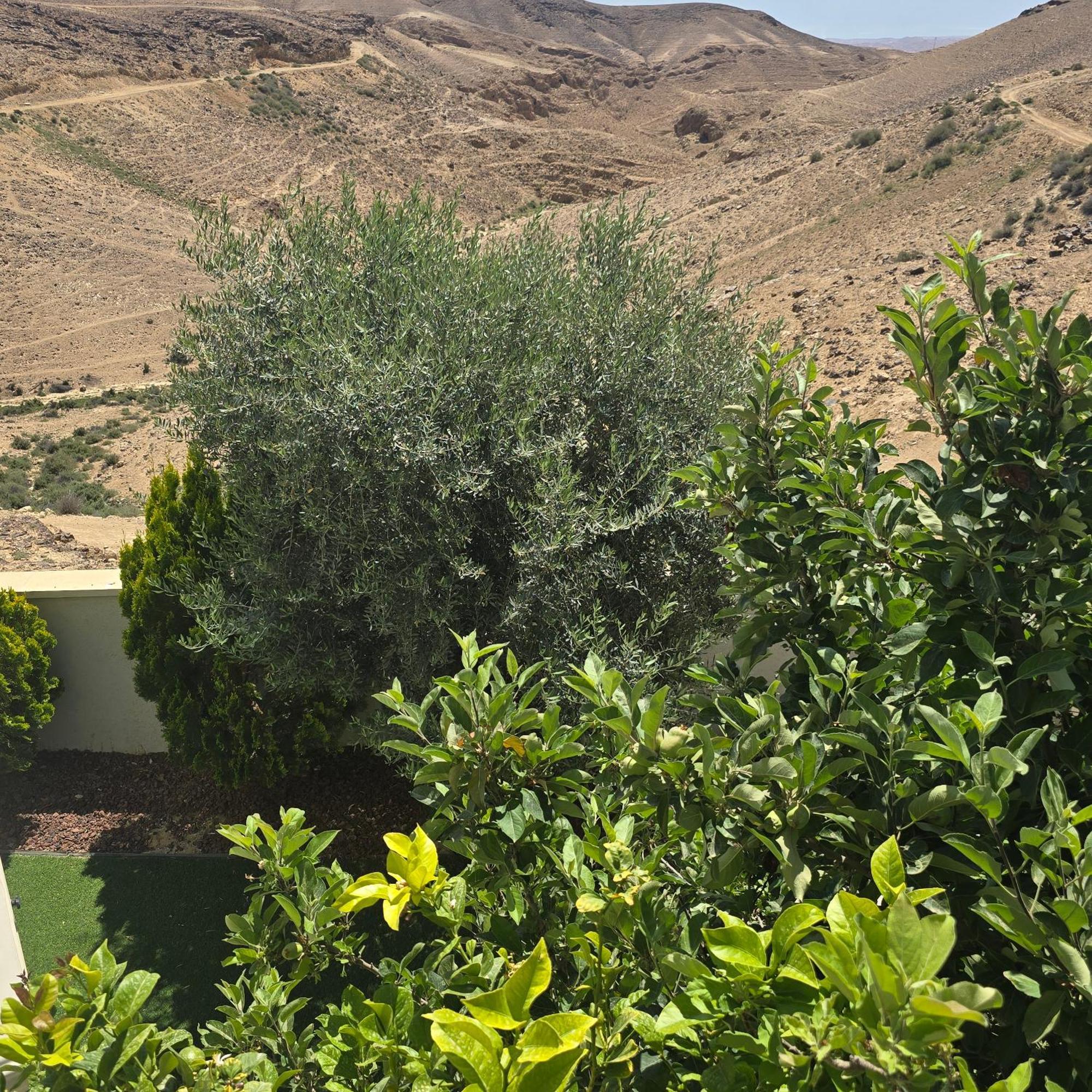 " Arada " Luxury House Vila Exterior foto